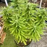 Growers gonna grow
