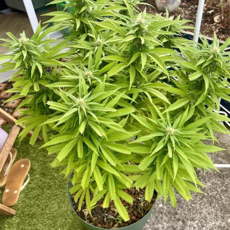 Growers gonna grow