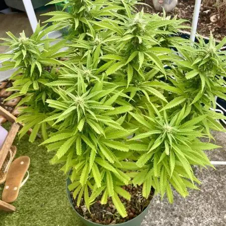 Growers gonna grow