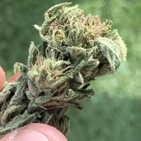 ¡ High Caramba !