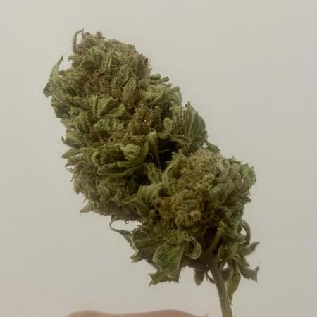 Growers gonna grow