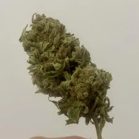 Growers gonna grow