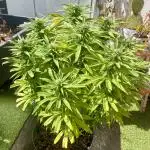 Growers gonna grow
