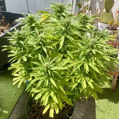 Growers gonna grow
