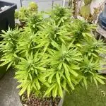 Growers gonna grow