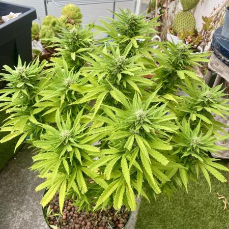 Growers gonna grow