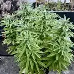 Growers gonna grow