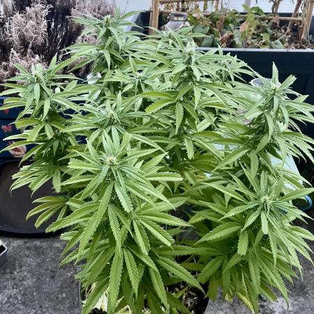 Growers gonna grow