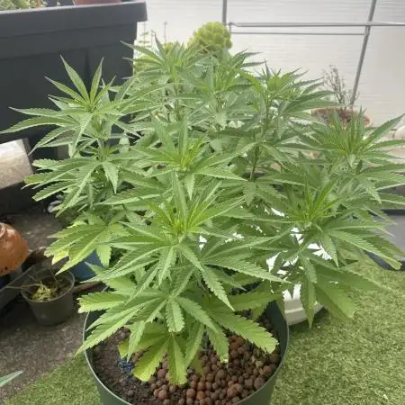Growers gonna grow