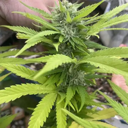 Growers gonna grow