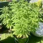 Growers gonna grow
