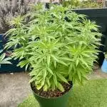 Growers gonna grow