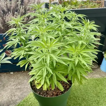 Growers gonna grow