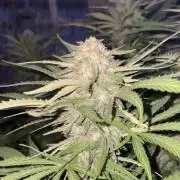 California Dreaming - Gorilla Sherbet F1