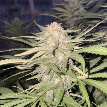 California Dreaming - Gorilla Sherbet F1