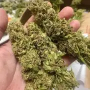 California Dreaming - Gorilla Sherbet F1