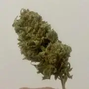 Growers gonna grow