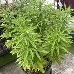 Growers gonna grow