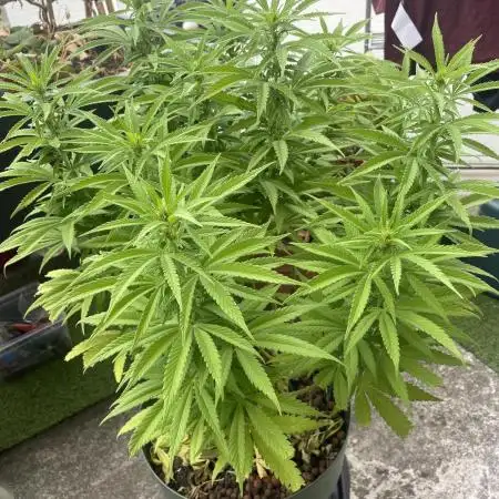 Growers gonna grow
