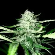 California Dreaming - Gorilla Sherbet F1