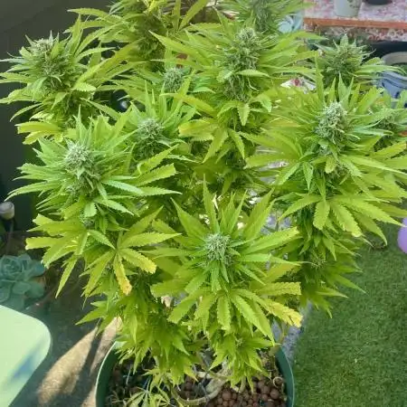 Growers gonna grow