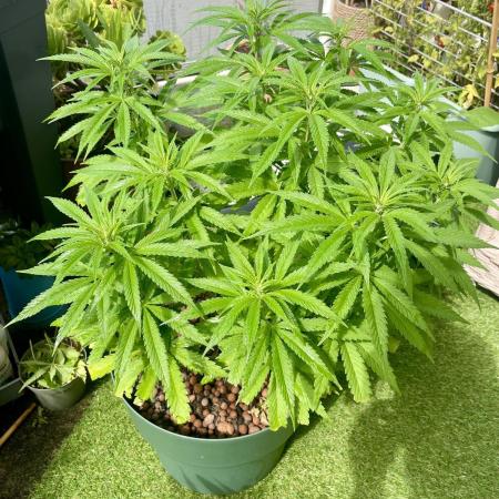 Growers gonna grow