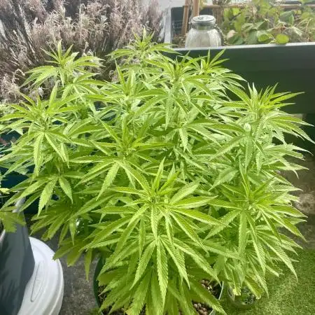 Growers gonna grow