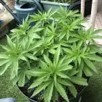 Growers gonna grow