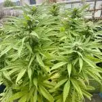 Growers gonna grow