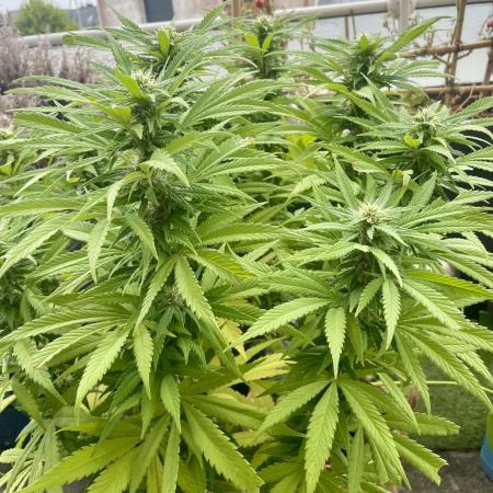 Growers gonna grow