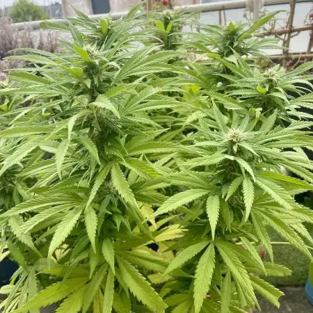 Growers gonna grow
