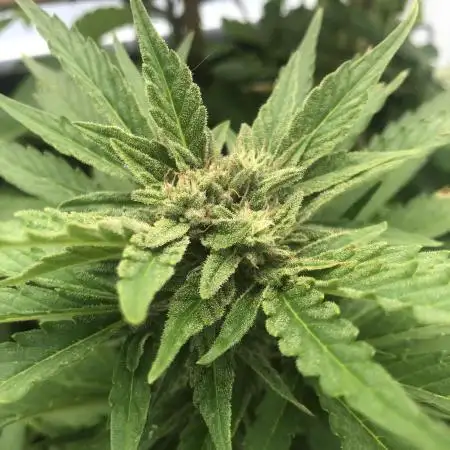 ¡ High Caramba !