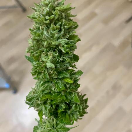 Growers gonna grow