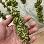 Growers gonna grow