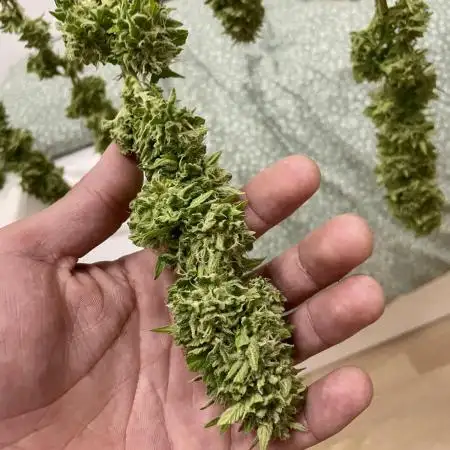Growers gonna grow