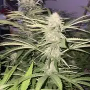 California Dreaming