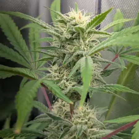 Spring25 - Auto Apricot & Apple Strudel