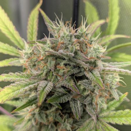 Spring25 - Auto Apricot & Apple Strudel