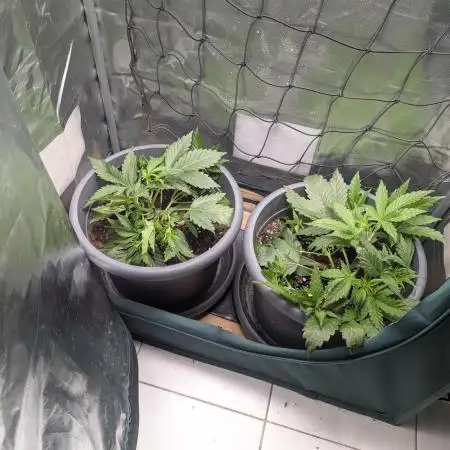 Spring25 - Auto Apricot & Apple Strudel