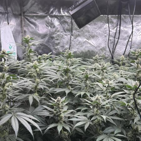 Lemon Cherry Gelato Backpayboyz | Barneys Farm