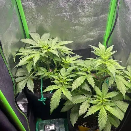 Black Runtz Auto (2nd Grow)
