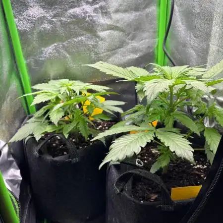Black Runtz Auto (2nd Grow)