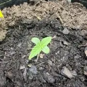 Purple Lemonade Auto