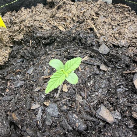 Purple Lemonade Auto