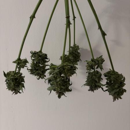Auto Moon Rocks - Competition Vol.2