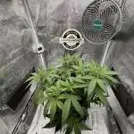 Lemon Cherry Cookies Auto