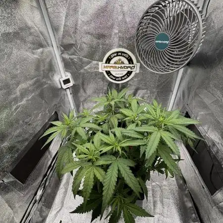 Lemon Cherry Cookies Auto