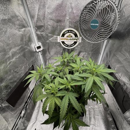 Lemon Cherry Cookies Auto