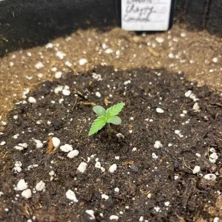 Lemon Cherry Cookies Auto
