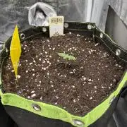 Eternity Grow Cup 2026 - Sticky Broccoli